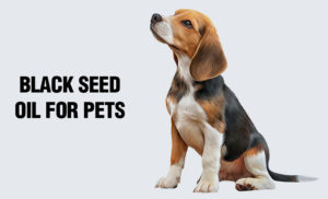 Black Seed Oil for Pets (Especially Dogs!) – The Blessed Seed