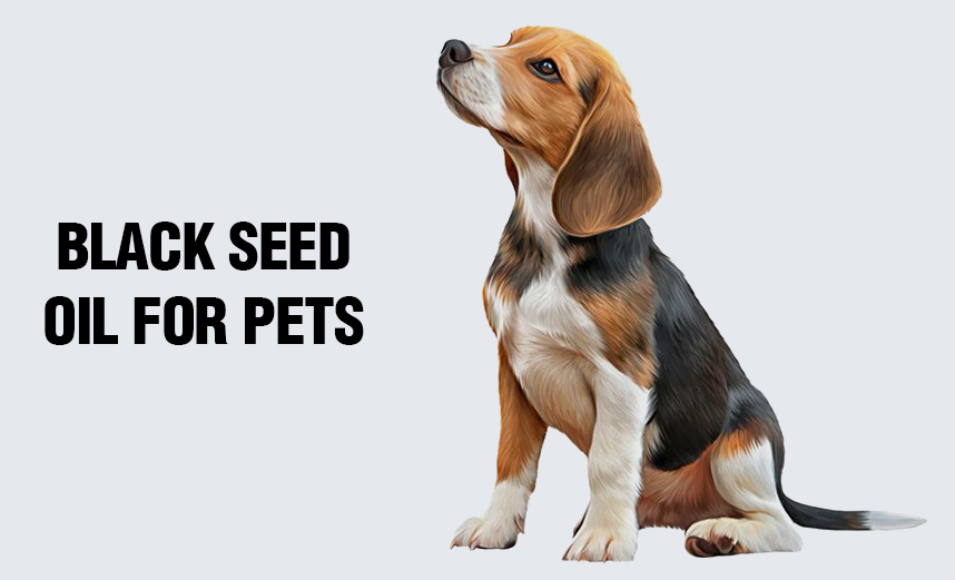 Black Seed Oil for Pets